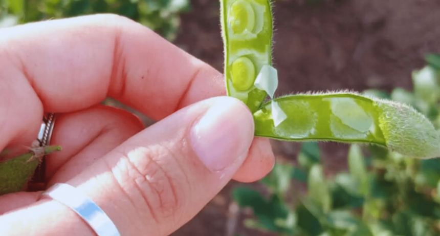 Soja: claves para maximizar rendimientos en ambientes semi&aacute;ridos