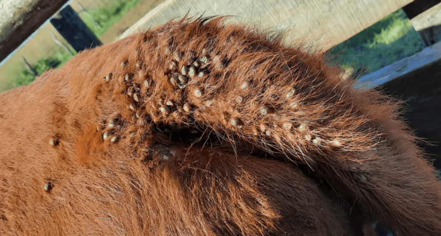 La garrapata extiende sus daños en el NEA: el manejo integrado que propone el INTA para frenarla