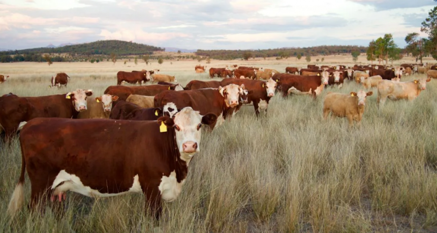 Ganadería nacional en crecimiento: créditos por $3.500 millones para aumentar el stock bovino