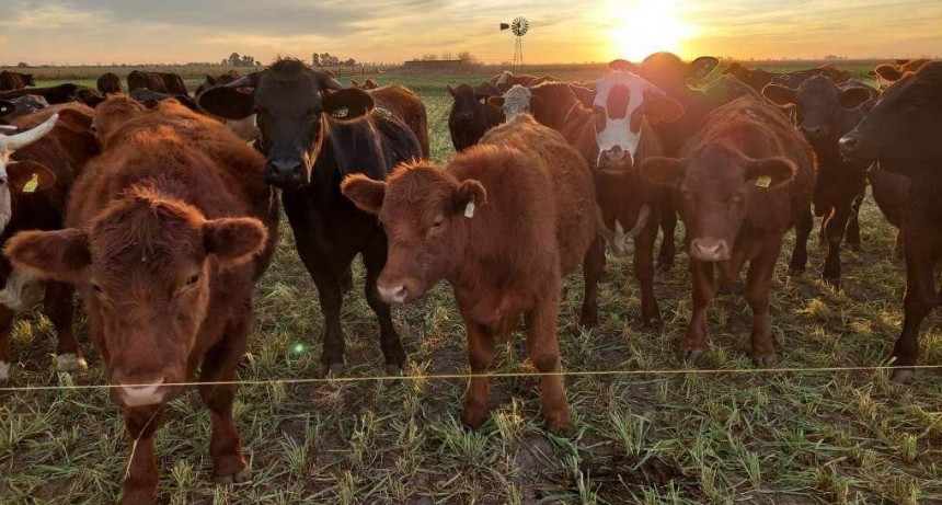 Subas del 8%: en medio de la incertidumbre electoral, el ternero se consolida como refugio de valor