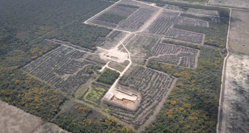 Informe exclusivo de AIRE: la realidad entre el desmonte ilegal y la necesidad de Logroño, en el norte de Santa Fe