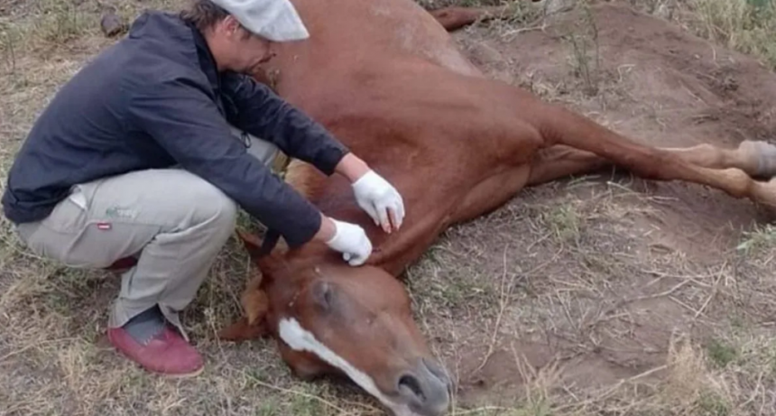 Mosquitos y encefalomielitis equina: una amenaza para el campo y la salud pública