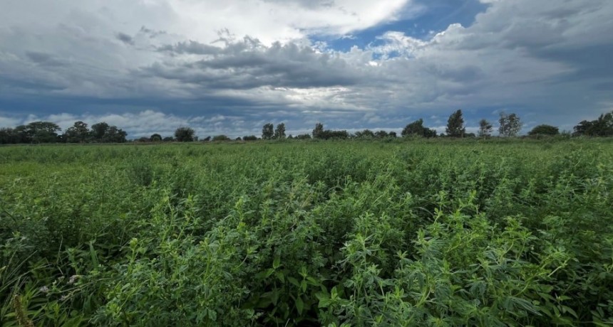 Perspectiva agroclimática: lluvias focalizadas y temperaturas extremas en gran parte del país