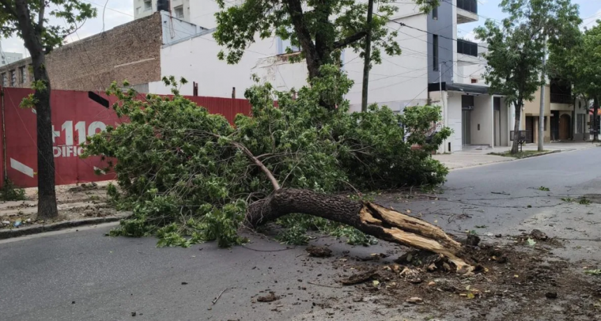 Una fuerte tormenta de viento en Santa Fe dejó árboles y cables caídos en varias zonas