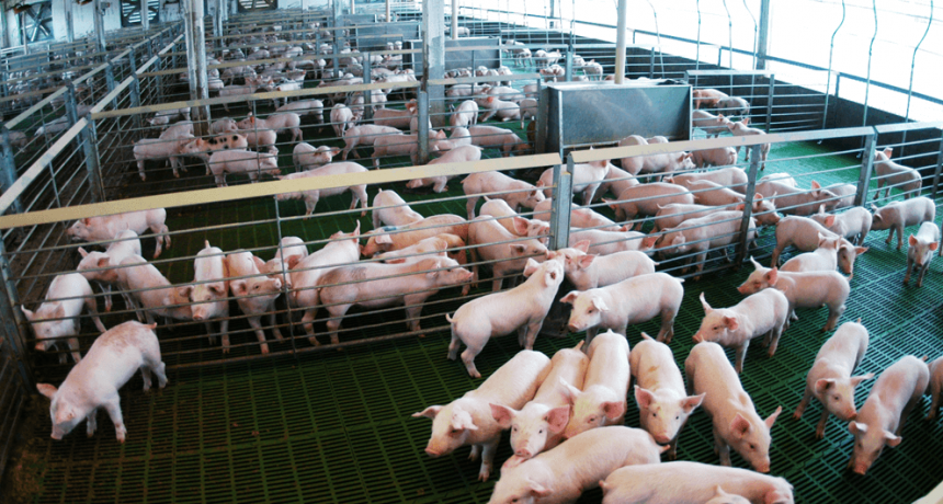 Enojo en el cerdo: alertan por un fuerte aumento y “competencia desleal” de las importaciones