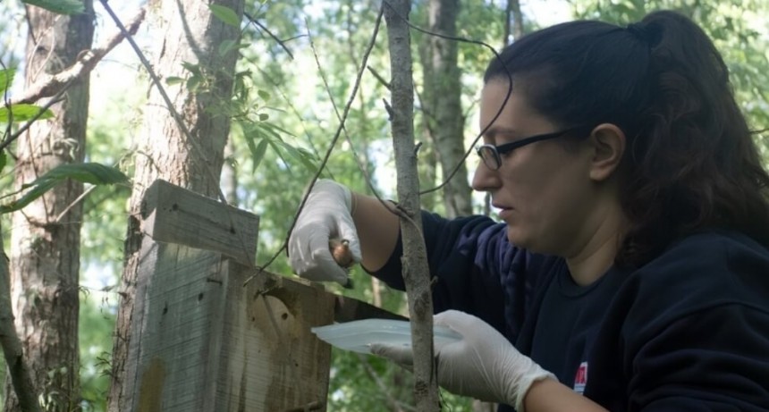 Aliadas aladas: las aves que ayudan al campo a controlar plagas sin agroquímicos
