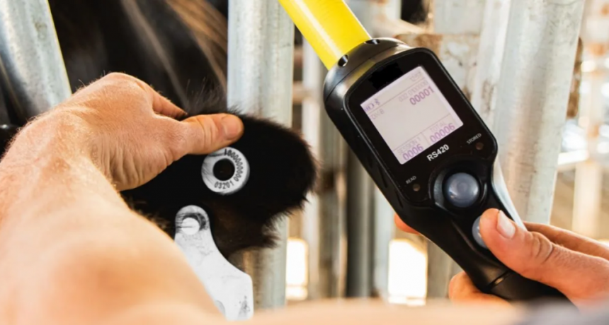 Caravanas electrónicas: el nuevo aliado para medir costos y eficiencia animal