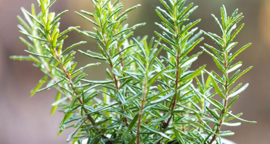 Las tres plantas aromáticas que crecen rápido y perfuman toda la casa