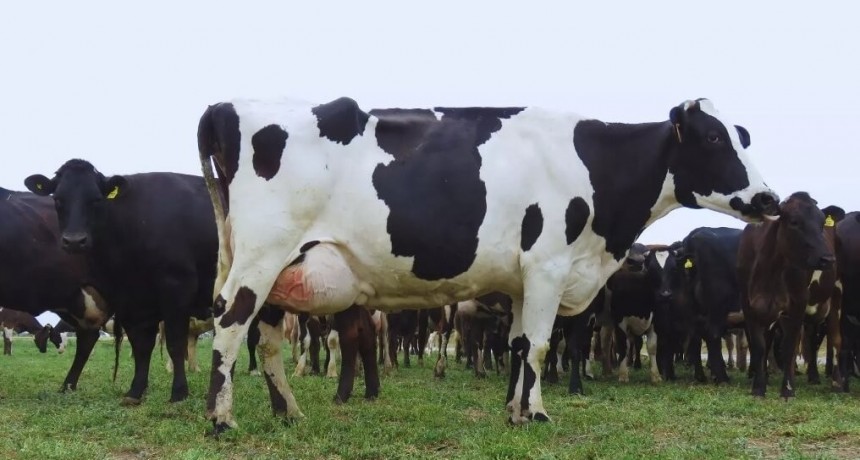 Un logro de la ciencia argentina: avanza el desarrollo de una vacuna eficaz contra la mastitis bovina