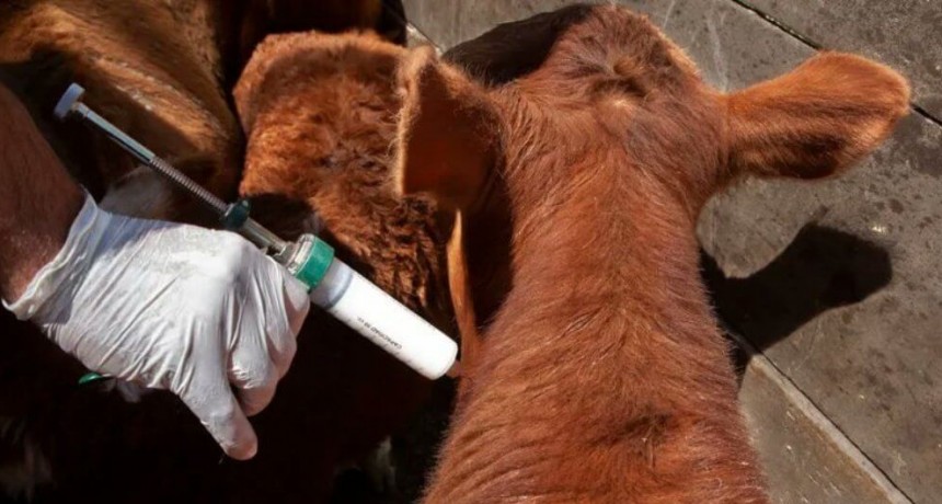 Desde Brasil azuzan el debate sobre la aftosa: “La vigilancia es mucho más rigurosa cuando no vacunás”