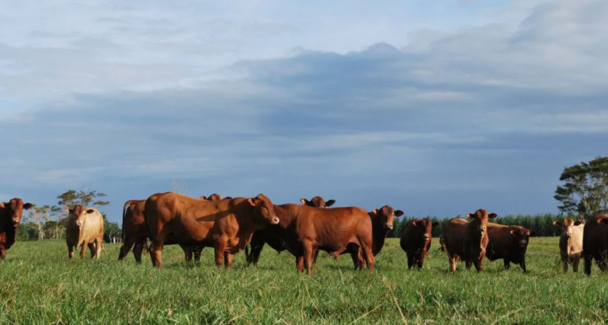 Tokenización de carne vacuna: nuevas oportunidades de inversión agropecuaria