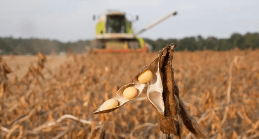 Soja “libre de deforestación”: la relación costo-beneficio puede ser favorable para el productor