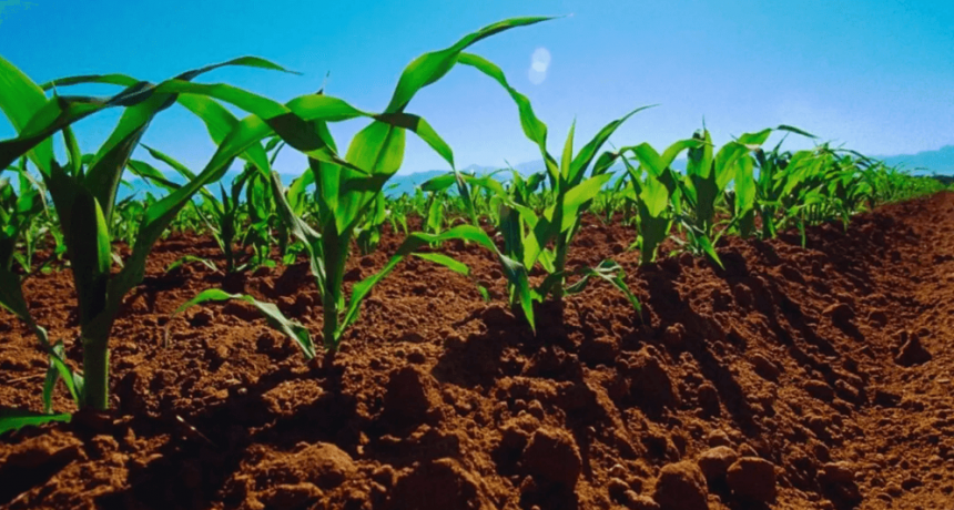 Cambio climático: “La cadena agroindustrial argentina fue, es y seguirá siendo parte de la solución”