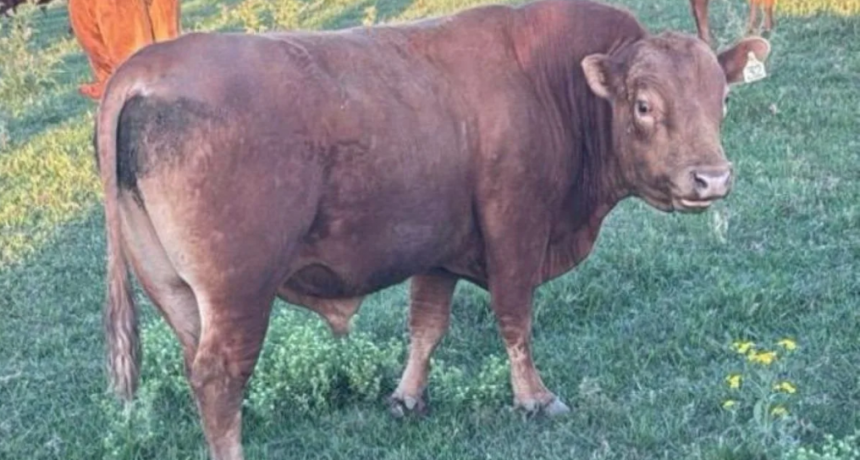 Limangus, la raza elegida por los criadores del norte: eficiencia, rusticidad y valor agregado