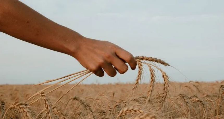 El trigo con pronósticos cada vez más sombríos