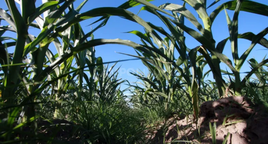 Caerá un 30% la superficie sembrada de maíz