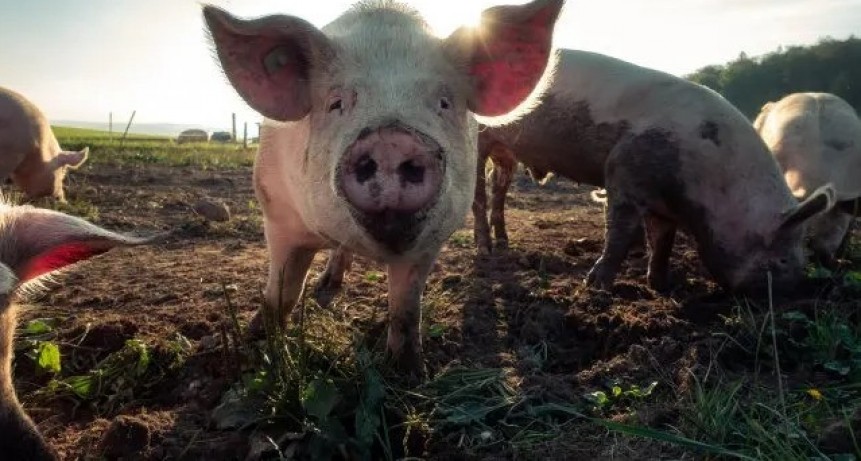 El sector porcino logra sostenerse gracias al gran consumo local