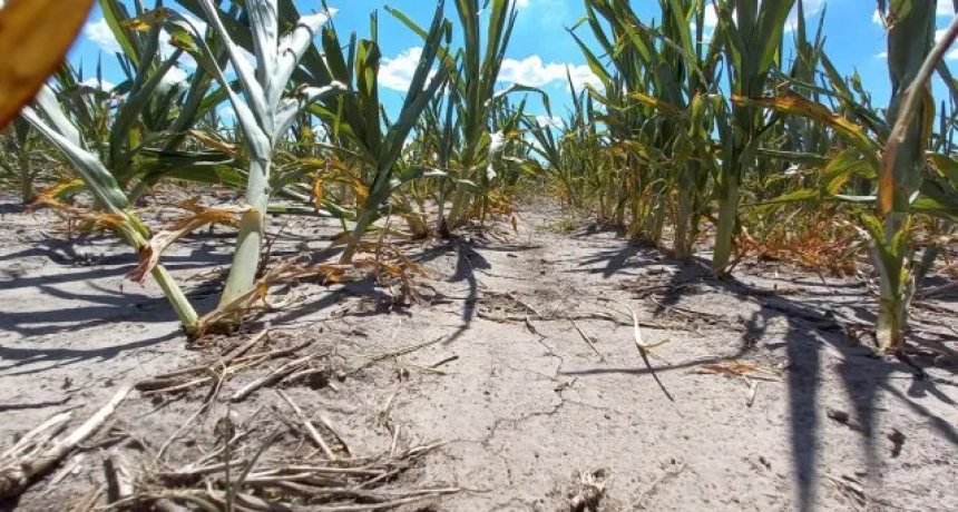 Por la sequía, productores del centro norte de Santa Fe retrasan la siembra de soja 