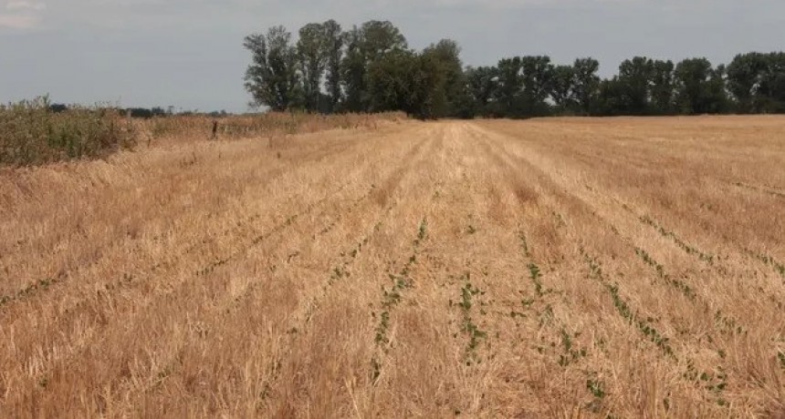 Clima: en medio de una primavera con altibajos, ¿qué se viene ahora?