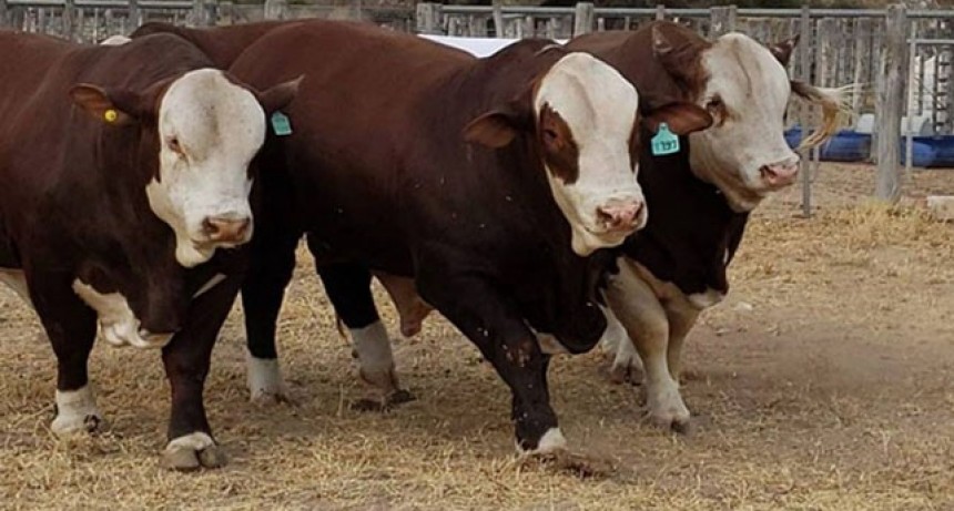 Argentina podrá exportar semen bovino a Eurasia, tras 10 años de negociaciones