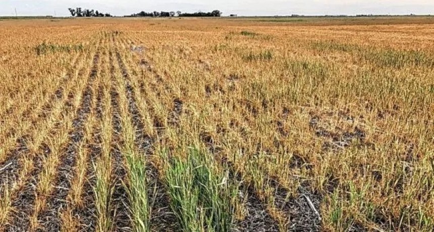 Más de la mitad de las parcelas de trigo en Santa Fe tienen un estado 