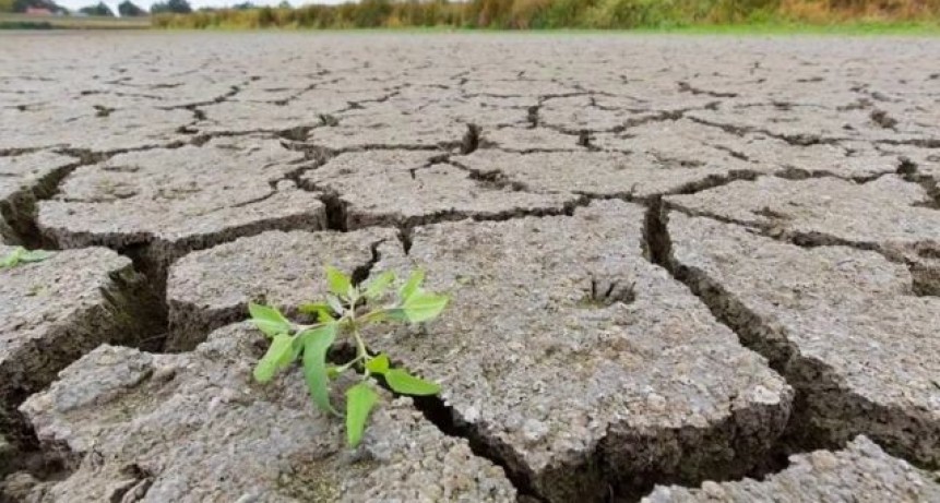 Sequíaa devastadora: el gobierno sigue ganando mientras el productor pierde