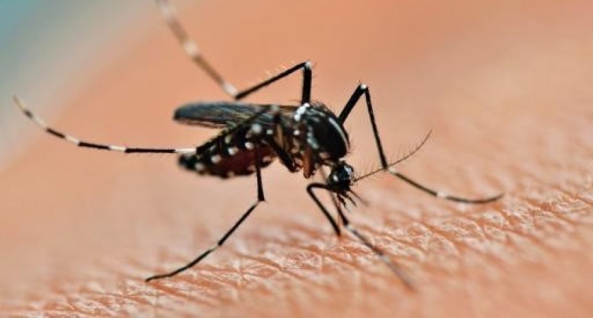 Ante la amenaza de un nuevo brote de dengue...¿qué sabemos del aedes aegypti?