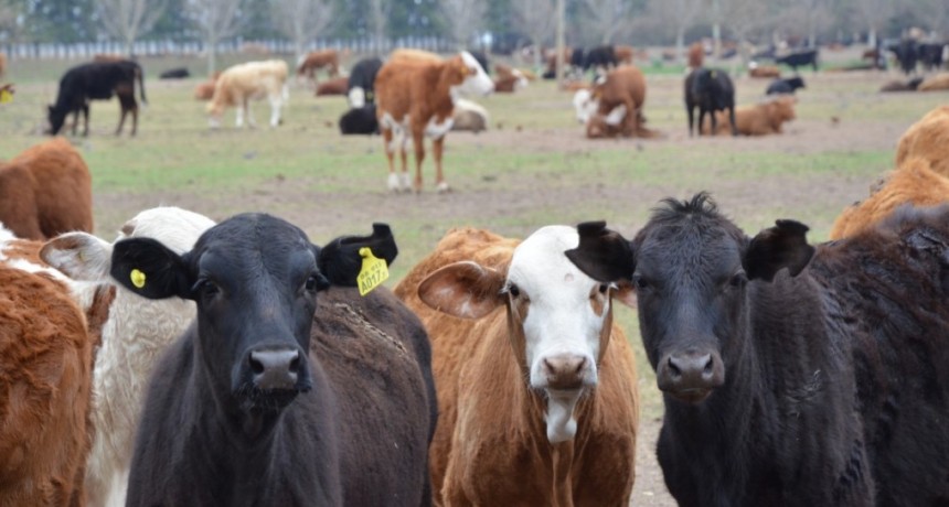 La provincia dispuso una asistencia financiera para pequeños productores ganaderos del norte santafesino