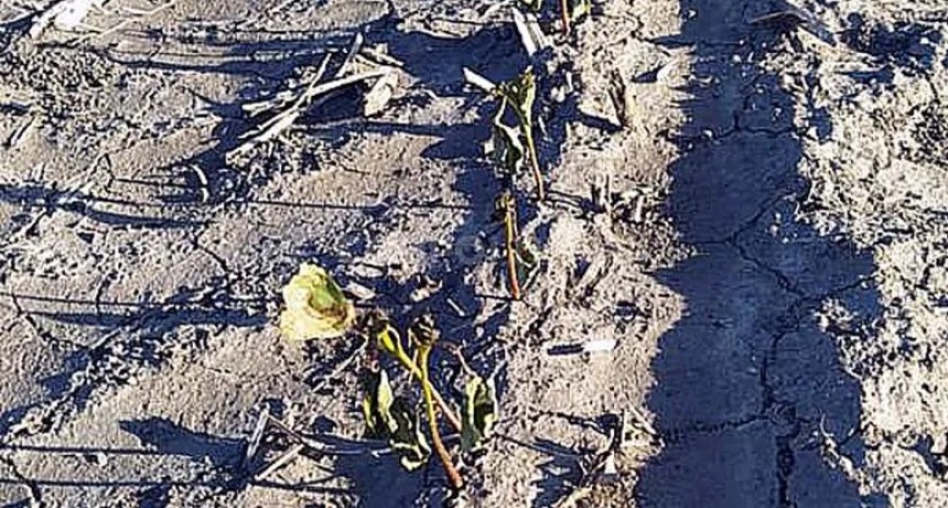 Duro castigo del viento a lotes de algodón