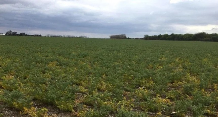 Tiempos difíciles: prevén que las heladas continúen hasta diciembre