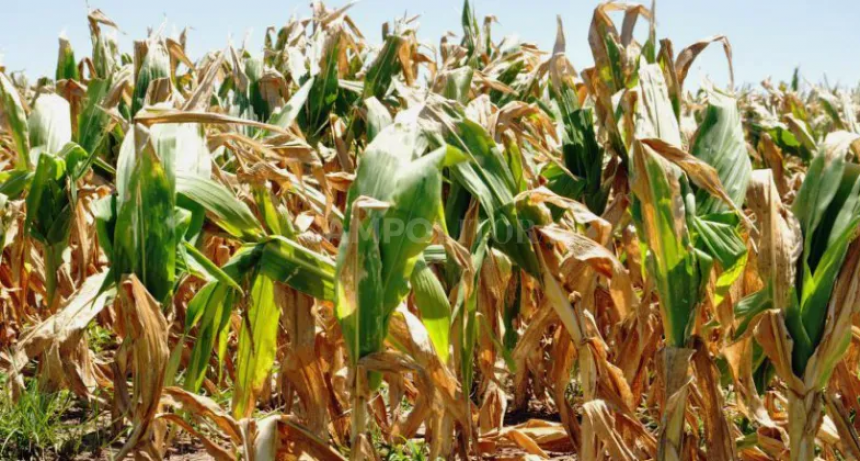 Recomiendan al gobernador extender la emergencia agropecuaria hasta el inicio de la cosecha gruesa