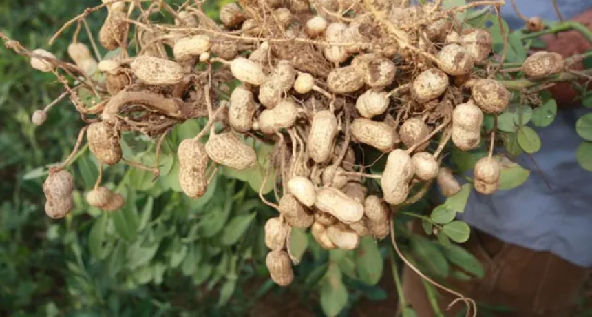 Invertirán más de u$s 70 millones para construir una planta procesadora de maní en Santa Fe