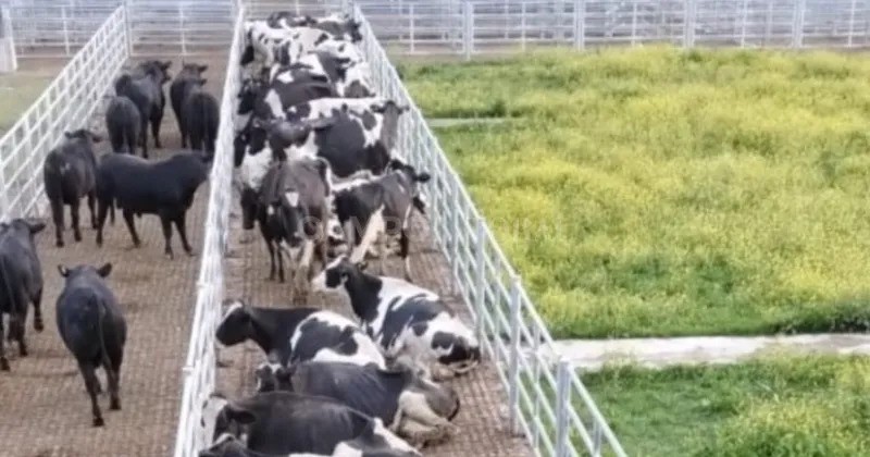 Denuncian un Plan de Exterminio Tambero  
