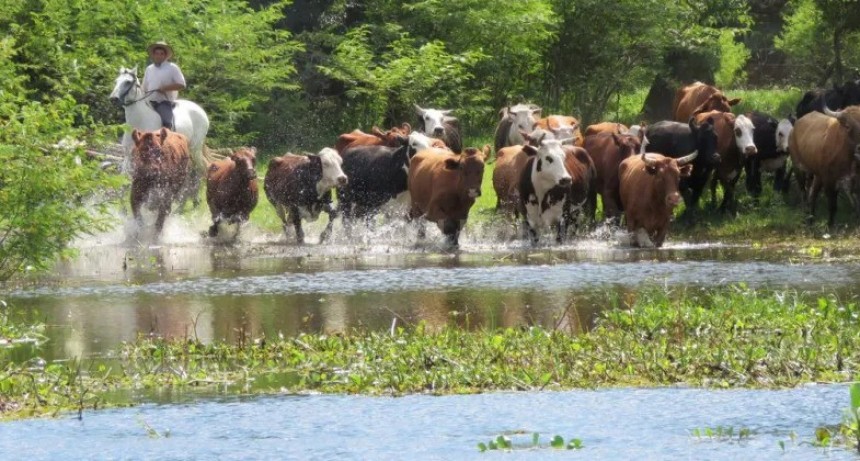  Creciente y sequía: la hacienda que sale de la isla no encuentra comida en tierra firme