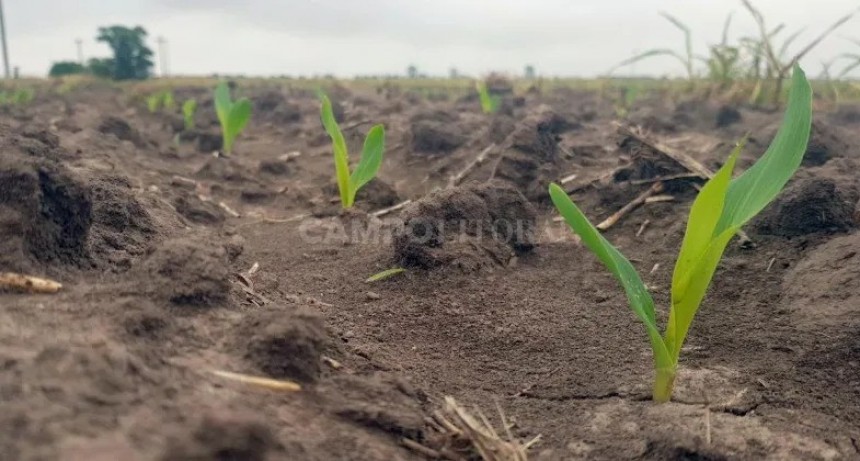  Volvieron a circular las sembradoras y ya se implantó el 6% de la soja de primera