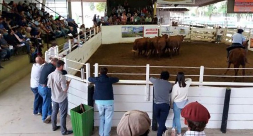 Precios de la hacienda: se mantuvieron los valores para consumo y subieron los de invernada hasta $ 1.210