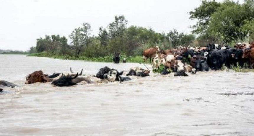 En Alejandra sigue el traslado del ganado de las islas ante la crecida del Paraná