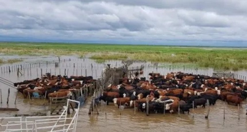 Creciente del río Paraná: hablan de 