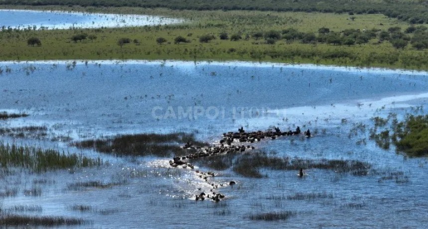 Más de 5 millones de cabezas afectadas por la crecida 