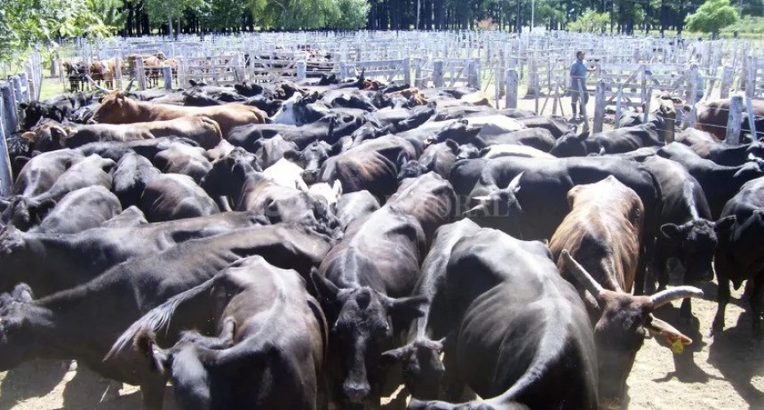 San Javier: los corrales de la rural son el nodo logístico para la hacienda que sale de las islas
