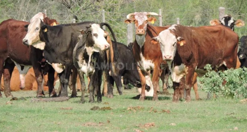 Sigue alta la faena de hembras y preocupa el sacrificio de vientres jóvenes 