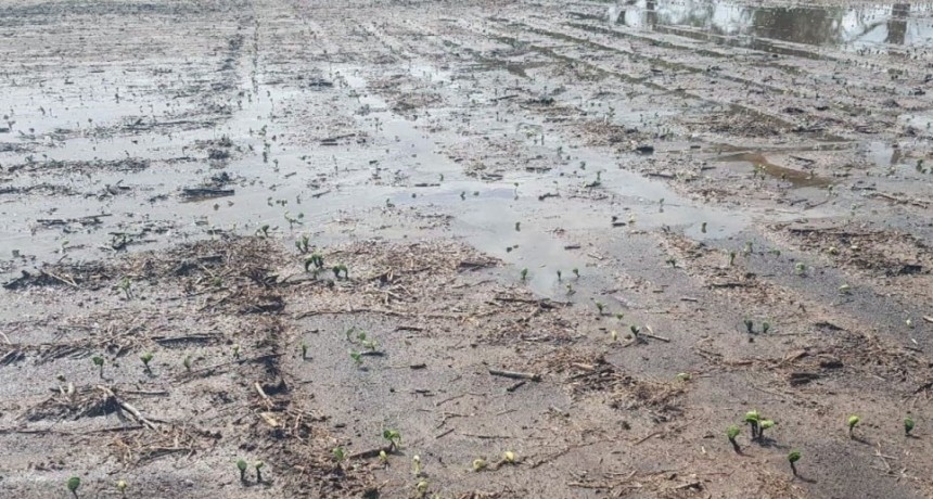 Centro norte de Santa Fe: pese a las lluvias, ya se sembró la mitad de la superficie con soja