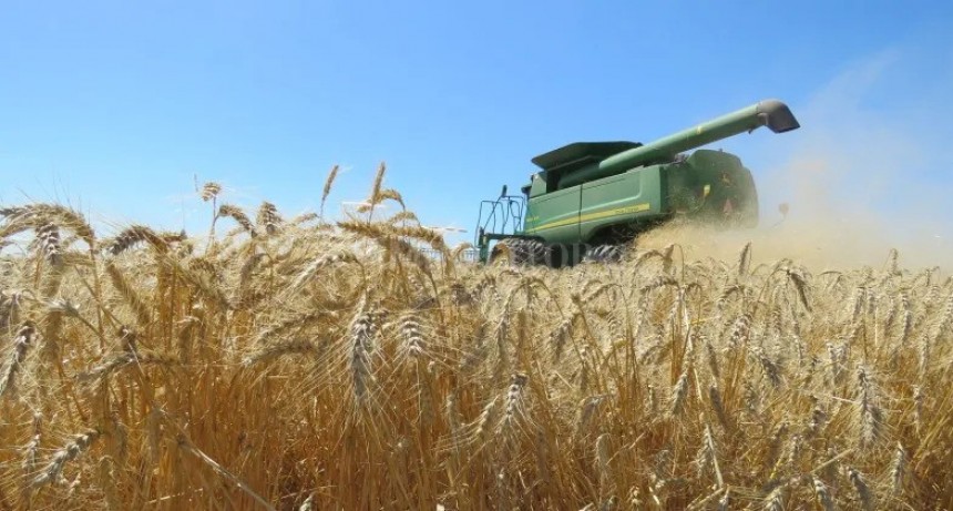 El trigo te da sorpresas  