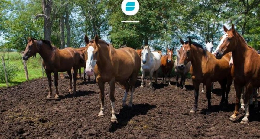 Detectaron equinos infectados por un virus que puede transmitirse a los humanos