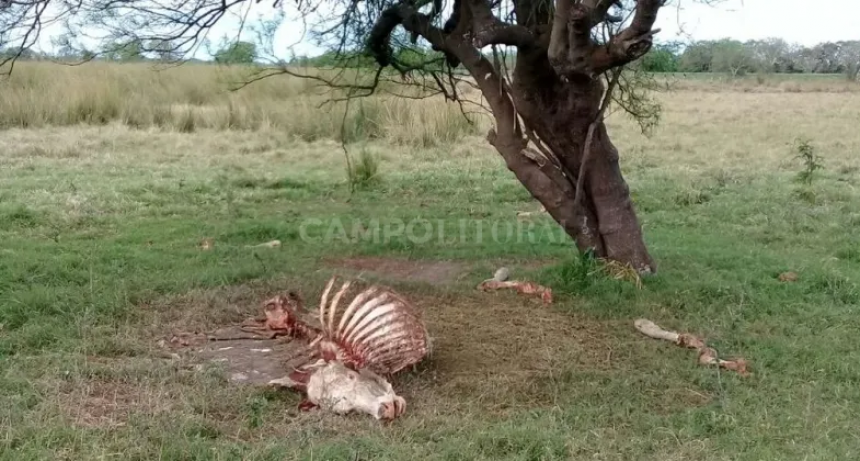  Delito rural: es fundamental hacer la denuncia