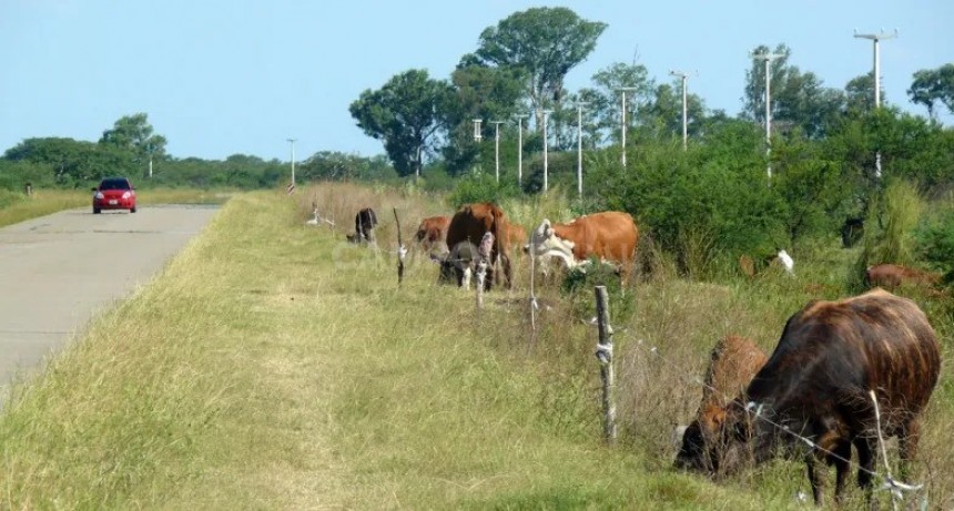  Los riesgos de tener el ganado a la vera de ruta
