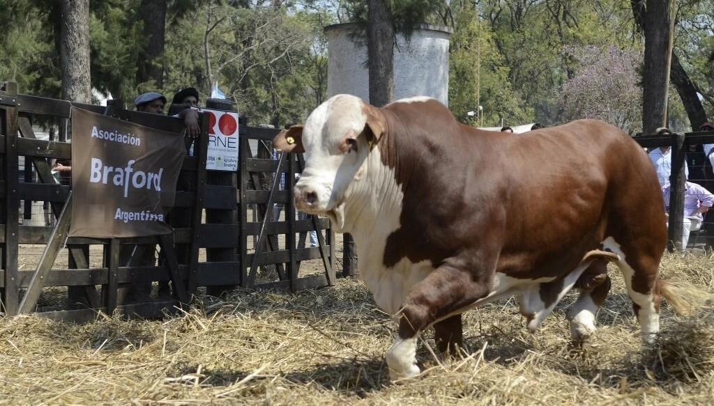 De la genética a la adaptación al campo: las claves para elegir un toro “funcional” y potenciar la cría