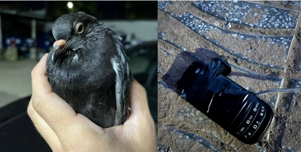 Una paloma “mensajera” con celular fue hallada cerca de la cárcel de Coronda