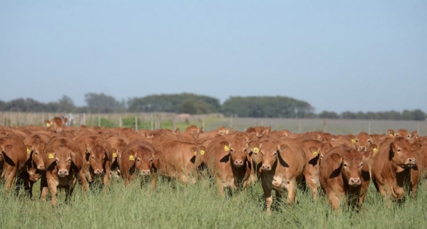 La ganader&iacute;a ante el nuevo escenario pol&iacute;tico: &iquest;un voto de confianza para la retenci&oacute;n de vientres?