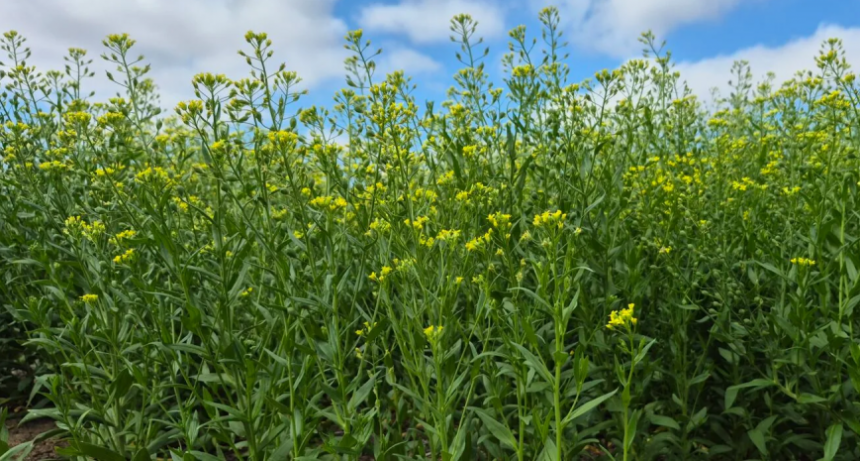 Camelina: el cultivo que impulsa el combustible del futuro